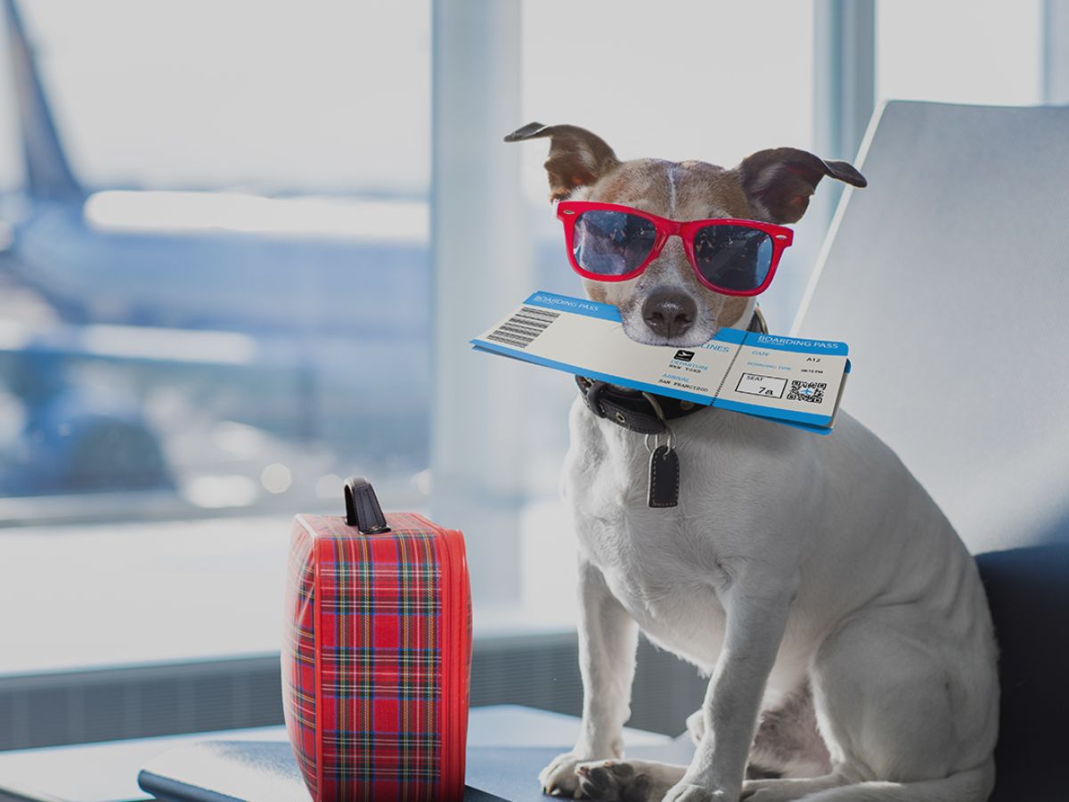 viajar a peru con mascotas