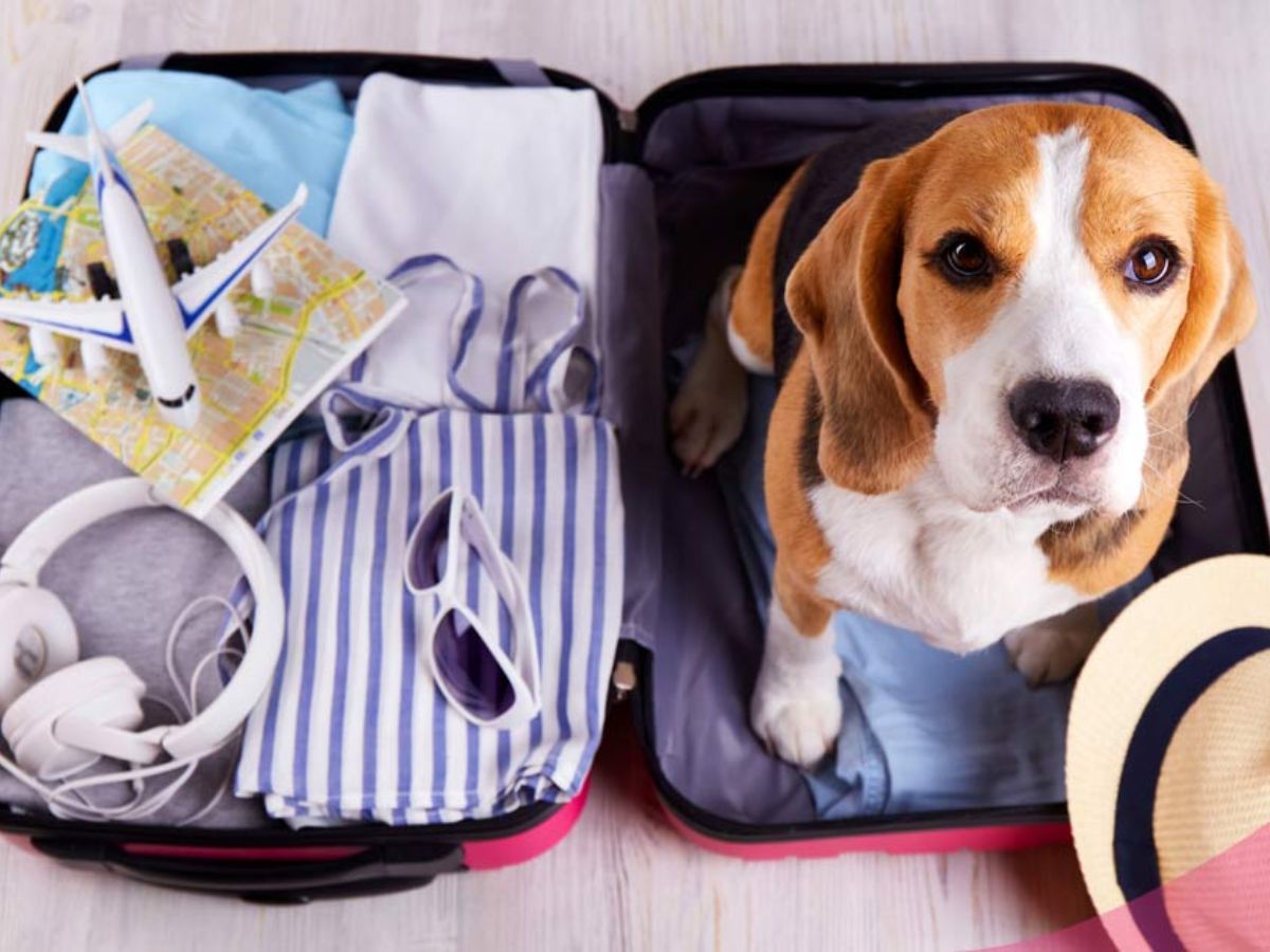 viajar a peru con mascotas