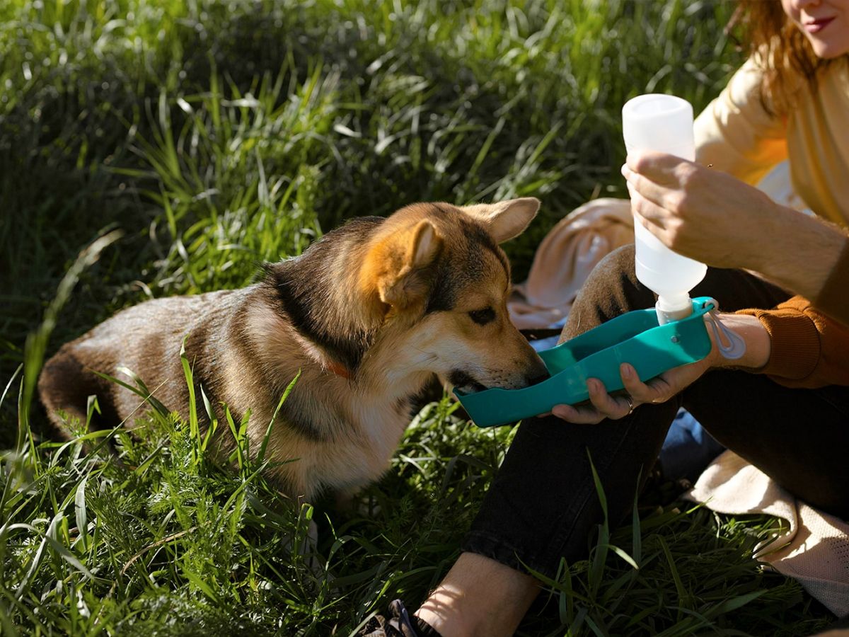 viajar a peru con mascotas