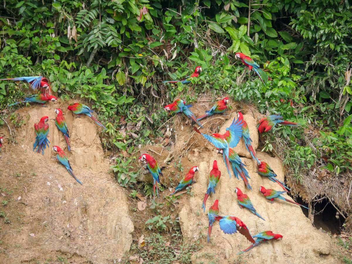 selva amazónica Perú
