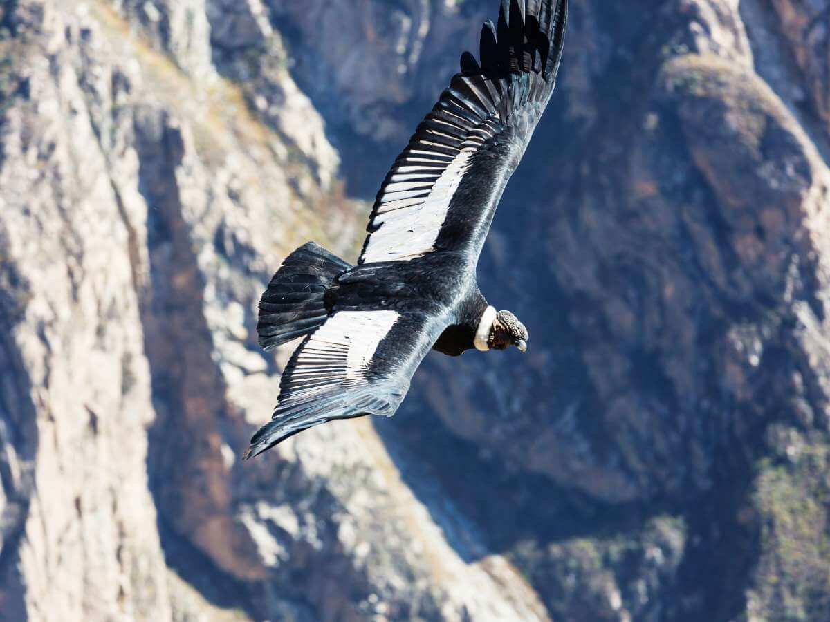 Cañón del Colca cóndores