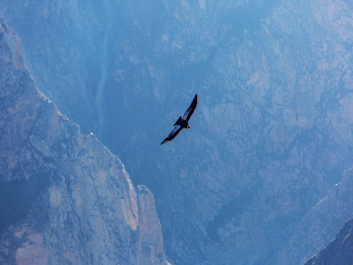 Cañón del Colca cóndores
