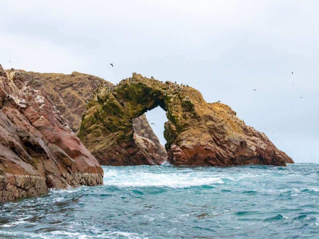 Islas Ballestas fauna