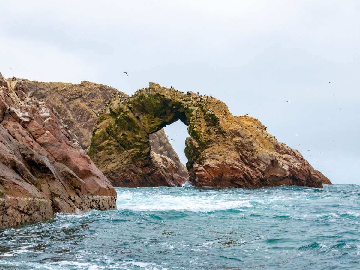 Islas Ballestas fauna