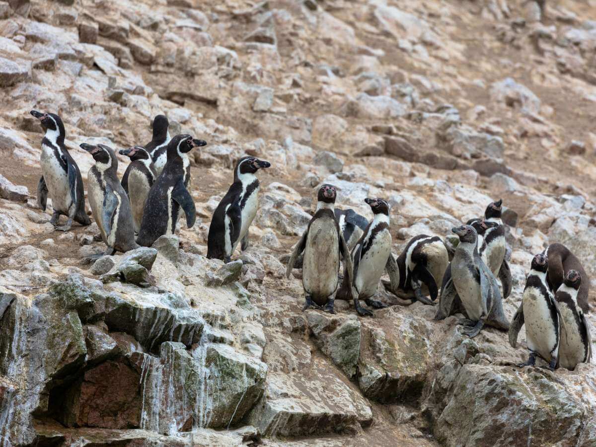 Islas Ballestas fauna