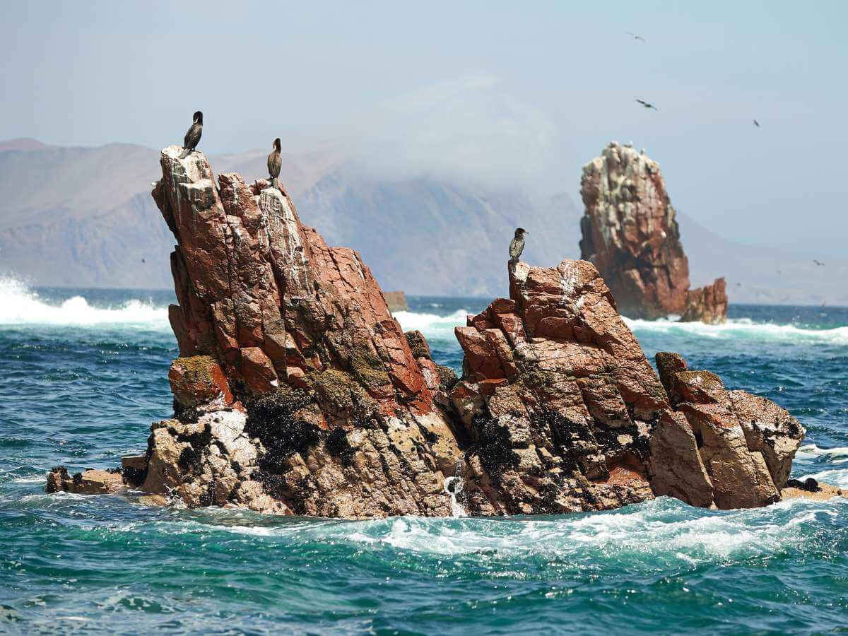 Islas Ballestas fauna