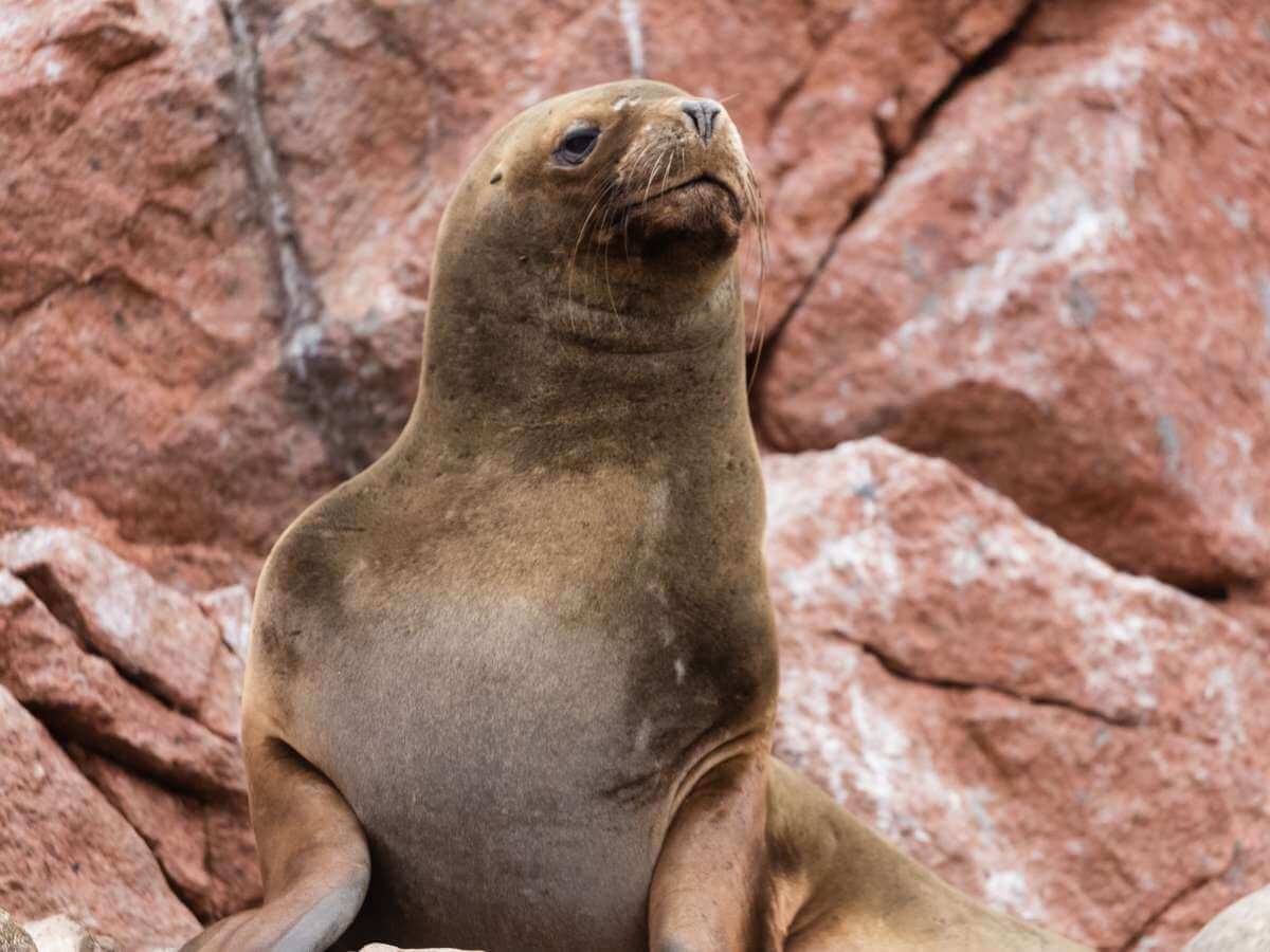 Islas Ballestas fauna