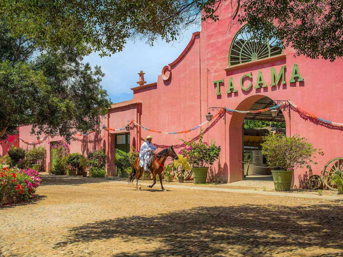 pisco Ica bodega